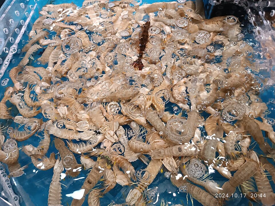 Tôm tít (bề bề)