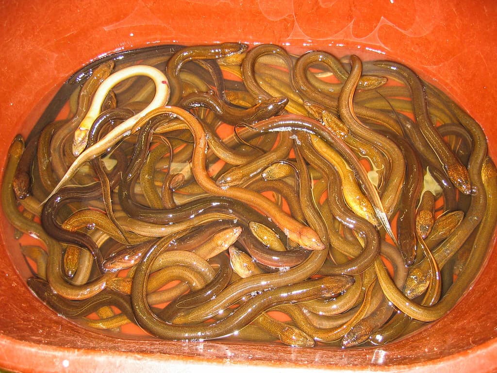 Cá nhệch (làm gỏi)