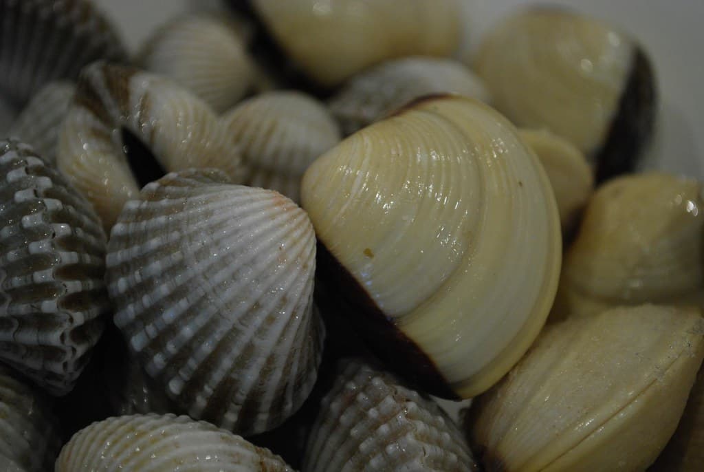 Sò huyết