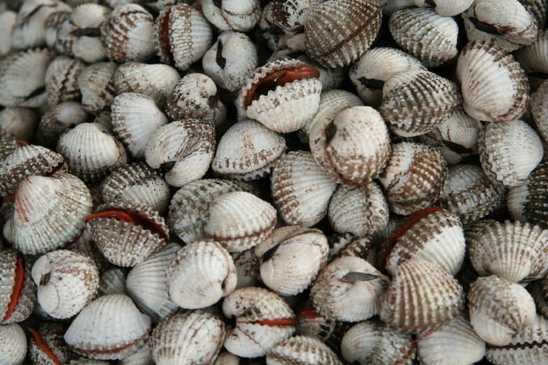 Sò lông
